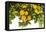 Lemon Grove I-Karyn Millet-Framed Stretched Canvas