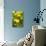 Lemon Grove II-Karyn Millet-Photo displayed on a wall
