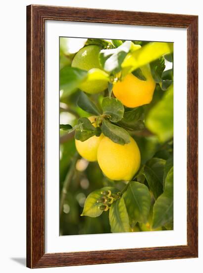 Lemon Grove II-Karyn Millet-Framed Photo