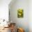 Lemon Grove II-Karyn Millet-Photographic Print displayed on a wall