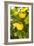 Lemon Grove II-Karyn Millet-Framed Photo