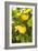 Lemon Grove II-Karyn Millet-Framed Photo