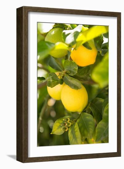 Lemon Grove II-Karyn Millet-Framed Photo