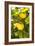 Lemon Grove II-Karyn Millet-Framed Photo