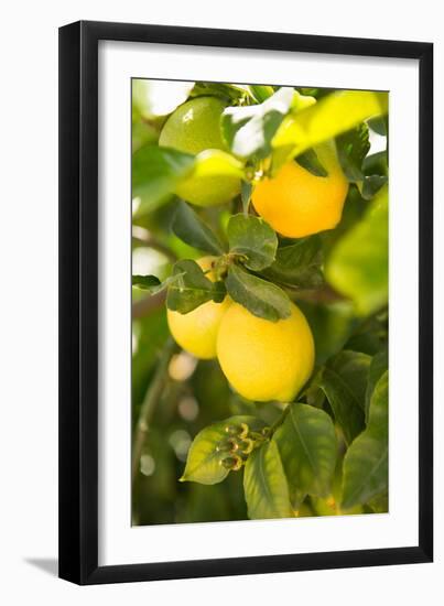 Lemon Grove II-Karyn Millet-Framed Photo