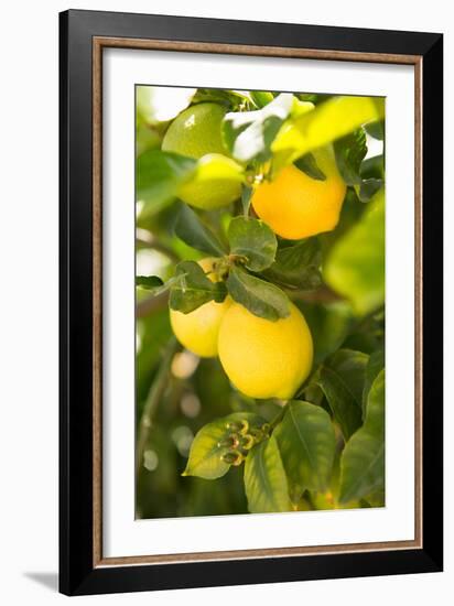 Lemon Grove II-Karyn Millet-Framed Photo