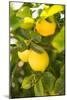 Lemon Grove II-Karyn Millet-Mounted Photo
