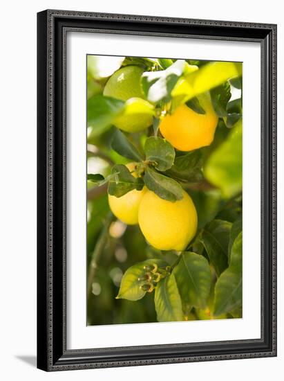 Lemon Grove II-Karyn Millet-Framed Photo