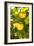 Lemon Grove II-Karyn Millet-Framed Photo