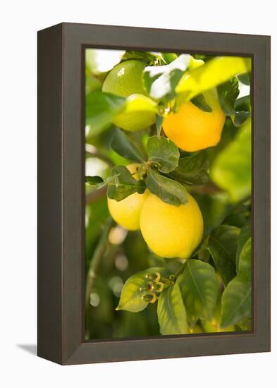 Lemon Grove II-Karyn Millet-Framed Stretched Canvas