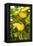 Lemon Grove II-Karyn Millet-Framed Stretched Canvas
