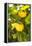 Lemon Grove II-Karyn Millet-Framed Stretched Canvas