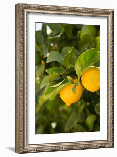 Lemon Grove III-Karyn Millet-Framed Photo