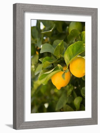 Lemon Grove III-Karyn Millet-Framed Photo