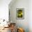 Lemon Grove III-Karyn Millet-Framed Photo displayed on a wall