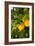 Lemon Grove III-Karyn Millet-Framed Photo