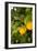 Lemon Grove III-Karyn Millet-Framed Photo