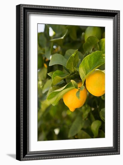 Lemon Grove III-Karyn Millet-Framed Photo