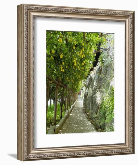 Lemon Groves, Amalfi Coast, Campania, Italy, Europe-Mark Mawson-Framed Photographic Print