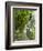 Lemon Groves, Amalfi Coast, Campania, Italy, Europe-Mark Mawson-Framed Photographic Print