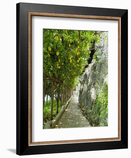 Lemon Groves, Amalfi Coast, Campania, Italy, Europe-Mark Mawson-Framed Photographic Print