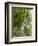 Lemon Groves, Amalfi Coast, Campania, Italy, Europe-Mark Mawson-Framed Photographic Print