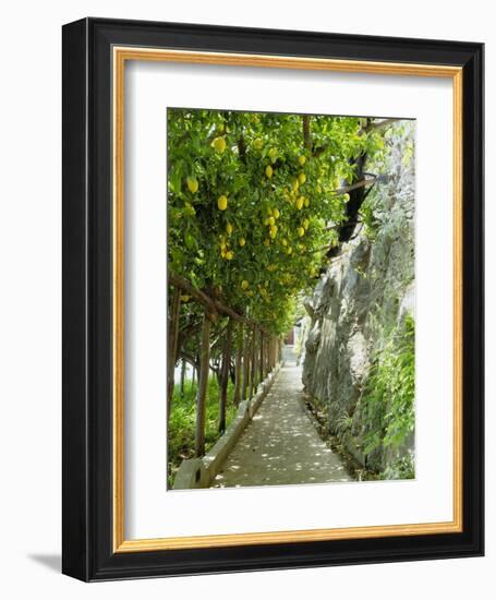 Lemon Groves, Amalfi Coast, Campania, Italy, Europe-Mark Mawson-Framed Photographic Print