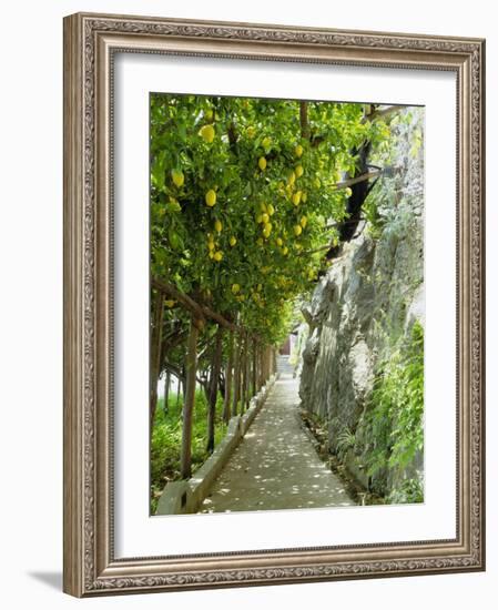 Lemon Groves, Amalfi Coast, Campania, Italy, Europe-Mark Mawson-Framed Photographic Print