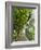 Lemon Groves, Amalfi Coast, Campania, Italy, Europe-Mark Mawson-Framed Photographic Print