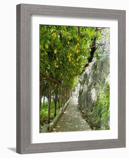 Lemon Groves, Amalfi Coast, Campania, Italy, Europe-Mark Mawson-Framed Photographic Print