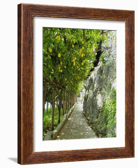 Lemon Groves, Amalfi Coast, Campania, Italy, Europe-Mark Mawson-Framed Photographic Print