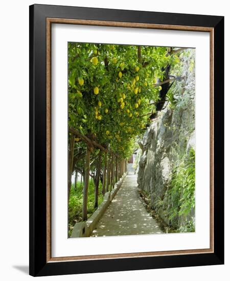 Lemon Groves, Amalfi Coast, Campania, Italy, Europe-Mark Mawson-Framed Photographic Print