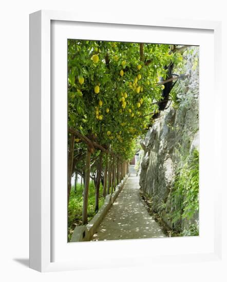 Lemon Groves, Amalfi Coast, Campania, Italy, Europe-Mark Mawson-Framed Photographic Print