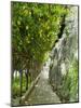 Lemon Groves, Amalfi Coast, Campania, Italy, Europe-Mark Mawson-Mounted Photographic Print