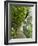 Lemon Groves, Amalfi Coast, Campania, Italy, Europe-Mark Mawson-Framed Photographic Print