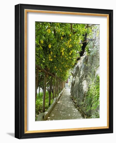 Lemon Groves, Amalfi Coast, Campania, Italy, Europe-Mark Mawson-Framed Photographic Print