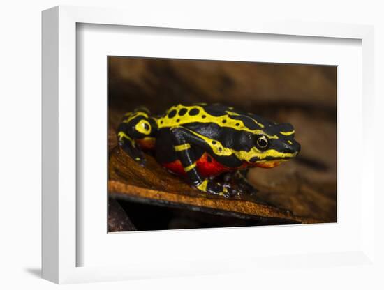 Lemon Harlequin Frog, Ecuador-Pete Oxford-Framed Photographic Print