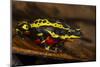 Lemon Harlequin Frog, Ecuador-Pete Oxford-Mounted Photographic Print