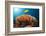 Lemon Horse Mackerel About Coral Reef, Carangoides Bajad, Raja Ampat, West Papua, Indonesia-Reinhard Dirscherl-Framed Photographic Print