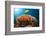 Lemon Horse Mackerel About Coral Reef, Carangoides Bajad, Raja Ampat, West Papua, Indonesia-Reinhard Dirscherl-Framed Photographic Print