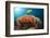 Lemon Horse Mackerel About Coral Reef, Carangoides Bajad, Raja Ampat, West Papua, Indonesia-Reinhard Dirscherl-Framed Photographic Print