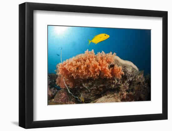 Lemon Horse Mackerel About Coral Reef, Carangoides Bajad, Raja Ampat, West Papua, Indonesia-Reinhard Dirscherl-Framed Photographic Print