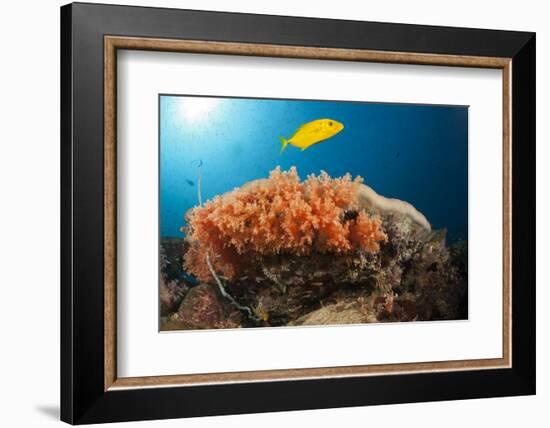 Lemon Horse Mackerel About Coral Reef, Carangoides Bajad, Raja Ampat, West Papua, Indonesia-Reinhard Dirscherl-Framed Photographic Print