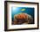 Lemon Horse Mackerel About Coral Reef, Carangoides Bajad, Raja Ampat, West Papua, Indonesia-Reinhard Dirscherl-Framed Photographic Print