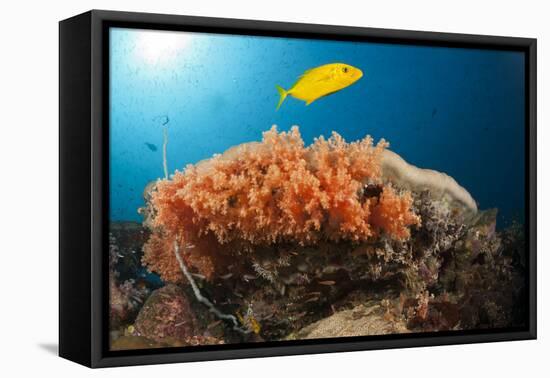 Lemon Horse Mackerel About Coral Reef, Carangoides Bajad, Raja Ampat, West Papua, Indonesia-Reinhard Dirscherl-Framed Premier Image Canvas