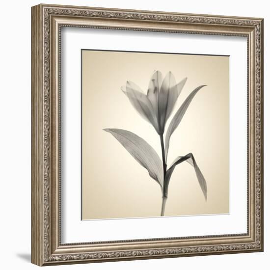 Lemon Lily-Judy Stalus-Framed Art Print