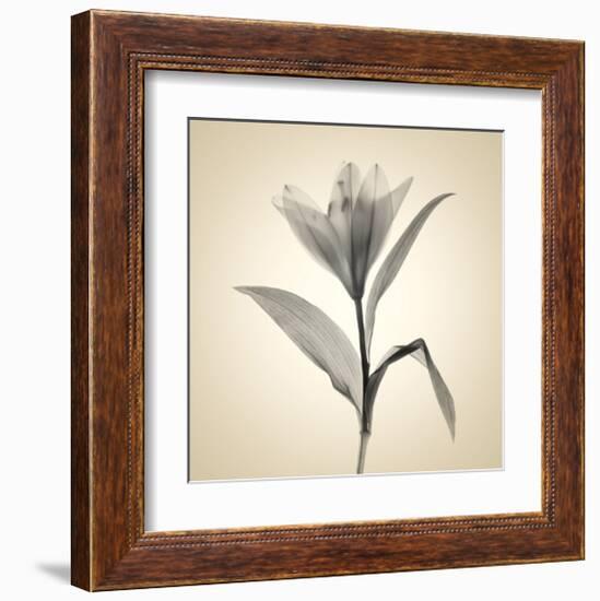 Lemon Lily-Judy Stalus-Framed Art Print