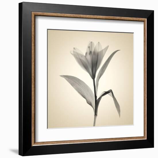 Lemon Lily-Judy Stalus-Framed Art Print