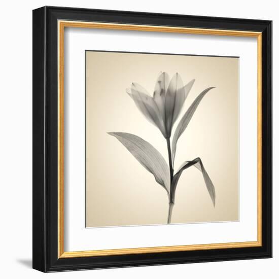 Lemon Lily-Judy Stalus-Framed Art Print