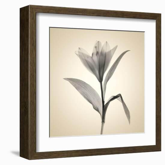 Lemon Lily-Judy Stalus-Framed Art Print